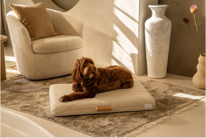 Elevated Style for Modern Pets